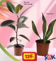 KAUÇUK SAKSI ÇİÇEĞİ/PAŞA KILICI KAUÇUK SAKSI ÇİÇEĞİ/PAŞA KILICI